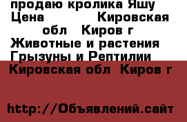 продаю кролика Яшу  › Цена ­ 1 000 - Кировская обл., Киров г. Животные и растения » Грызуны и Рептилии   . Кировская обл.,Киров г.